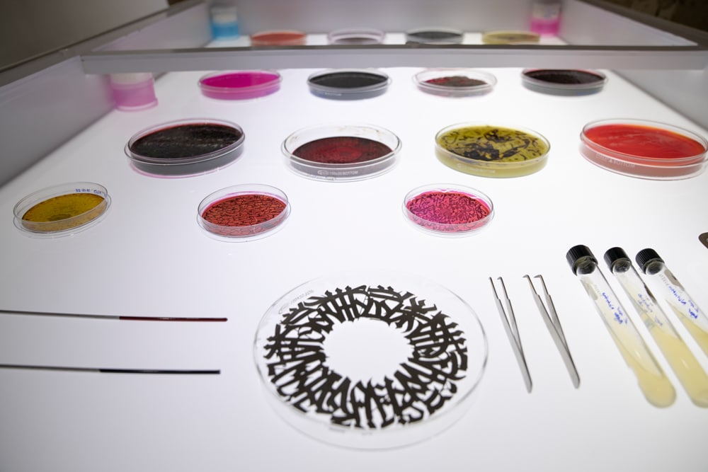 A view of the Bio Recrituras project by Said Dokins, an installation art piece featuring living organisms.