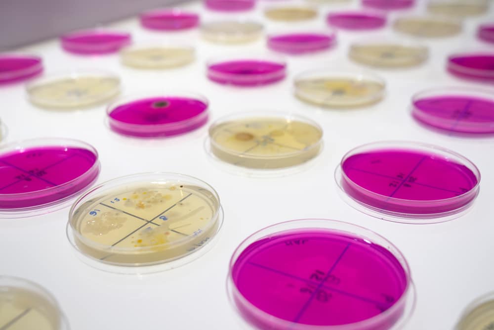 Body Itineraries. Bioart installation by Said Dokins. Close up of Charting Microbial Journeys: Tracking Bacterial Patterns in Geographic Space.