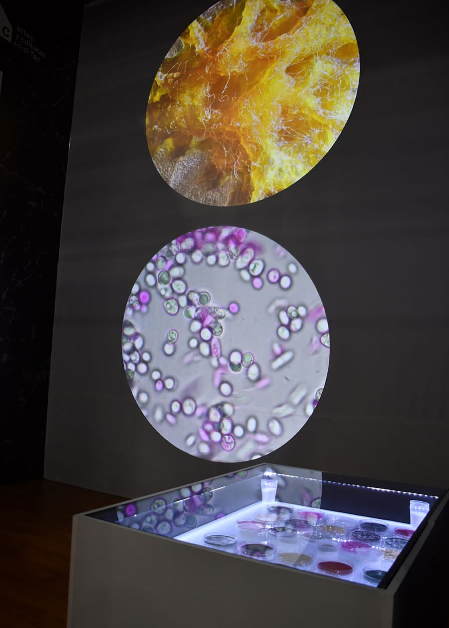Bio-Res-Crituras: Said Dokins at Science Gallery Monterrey - Solo Showcase